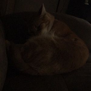 Meet your Posher, Norberta